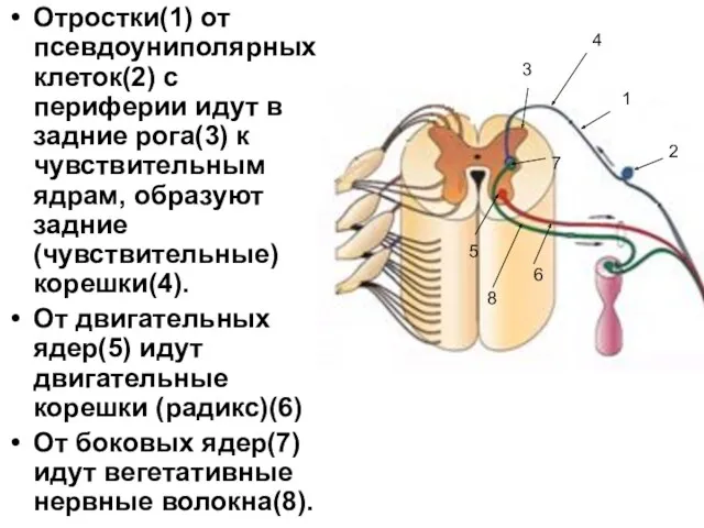 Отростки(1) от псевдоуниполярных клеток(2) с периферии идут в задние рога(3)