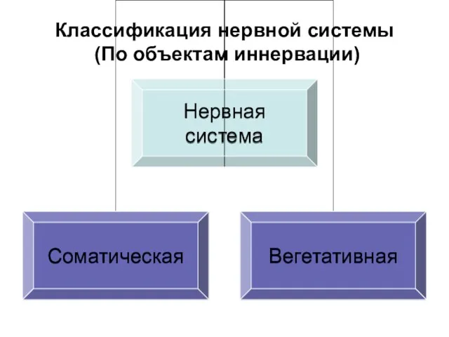 Классификация нервной системы (По объектам иннервации)