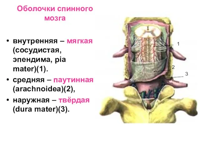 Оболочки спинного мозга внутренняя – мягкая (сосудистая, эпендима, pia mater)(1).