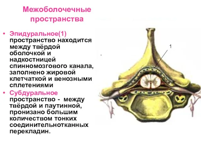 Межоболочечные пространства Эпидуральное(1) пространство находится между твёрдой оболочкой и надкостницей