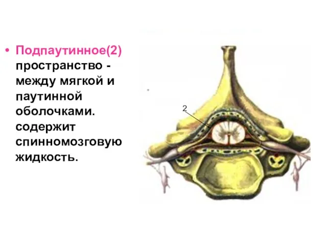 Подпаутинное(2) пространство - между мягкой и паутинной оболочками. содержит спинномозговую жидкость. 2