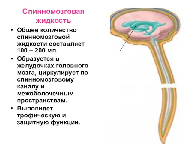 Спинномозговая жидкость Общее количество спинномозговой жидкости составляет 100 – 200