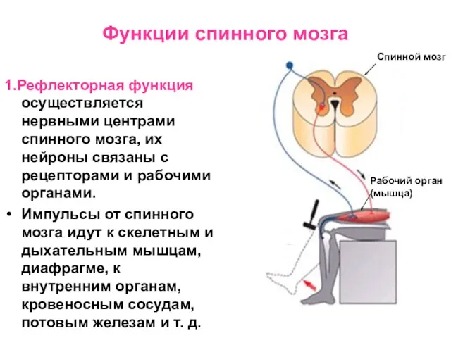 Функции спинного мозга 1.Рефлекторная функция осуществляется нервными центрами спинного мозга,