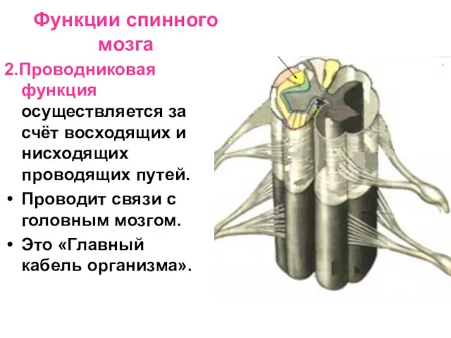 Функции спинного мозга 2.Проводниковая функция осуществляется за счёт восходящих и