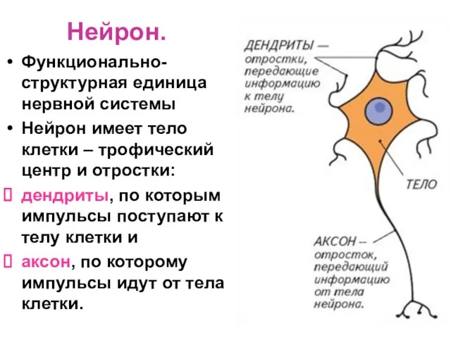 Нейрон. Функционально-структурная единица нервной системы Нейрон имеет тело клетки –