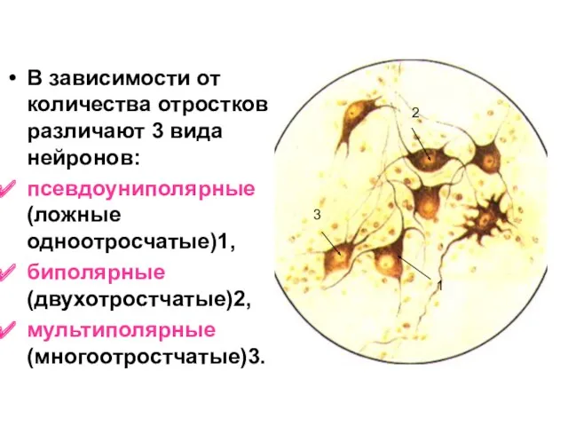 В зависимости от количества отростков различают 3 вида нейронов: псевдоуниполярные