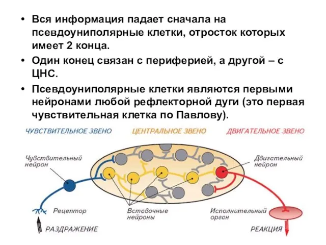 Вся информация падает сначала на псевдоуниполярные клетки, отросток которых имеет