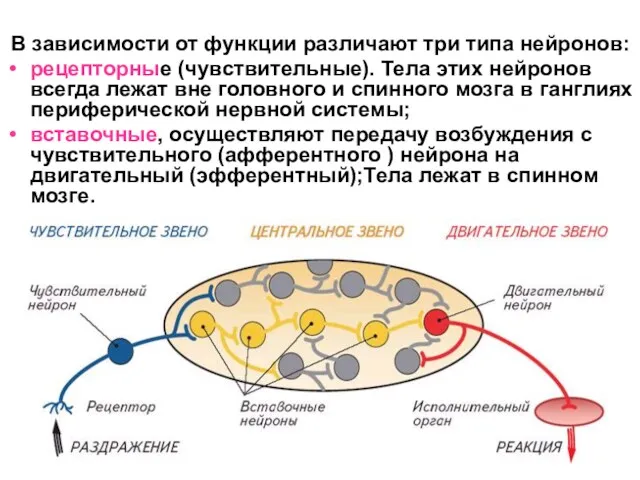 В зависимости от функции различают три типа нейронов: рецепторные (чувствительные).