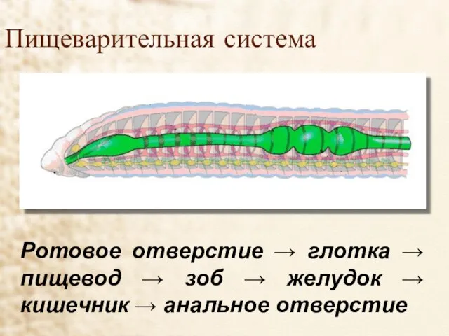 Пищеварительная система Ротовое отверстие → глотка → пищевод → зоб