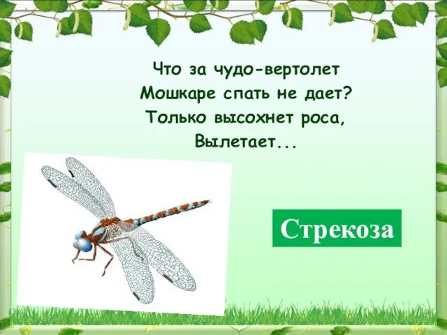 Что за чудо-вертолет Мошкаре спать не дает? Только высохнет роса, Вылетает... Стрекоза