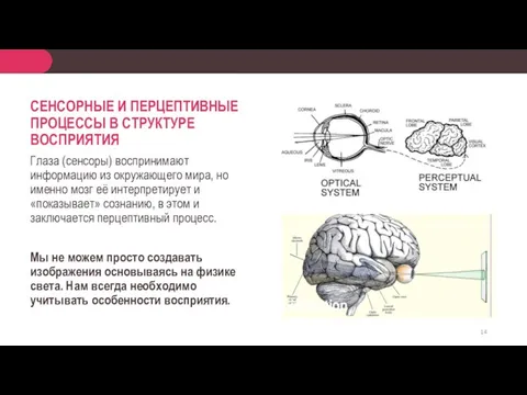 Civilization СЕНСОРНЫЕ И ПЕРЦЕПТИВНЫЕ ПРОЦЕССЫ В СТРУКТУРЕ ВОСПРИЯТИЯ Глаза (сенсоры)