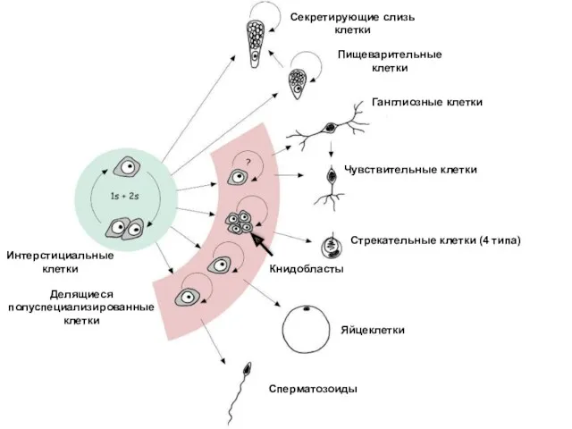 Интерстициальные клетки Делящиеся полуспециализированные клетки Ганглиозные клетки Чувствительные клетки Стрекательные