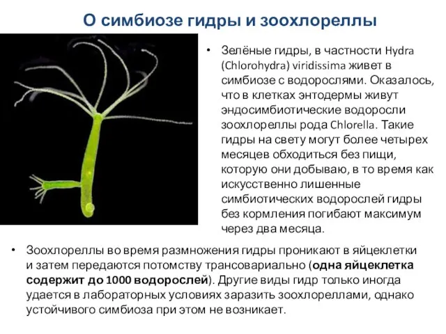 Зелёные гидры, в частности Hydra (Chlorohydra) viridissima живет в симбиозе