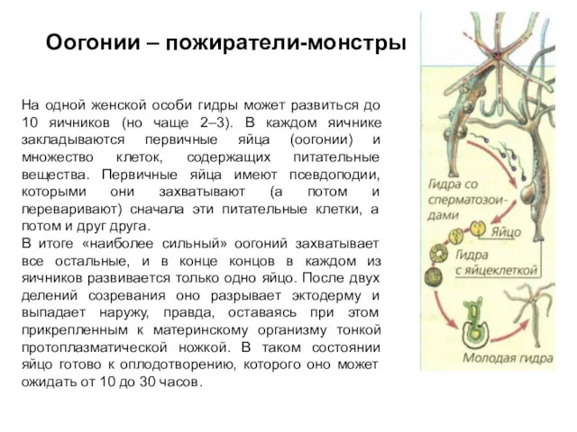 На одной женской особи гидры может развиться до 10 яичников