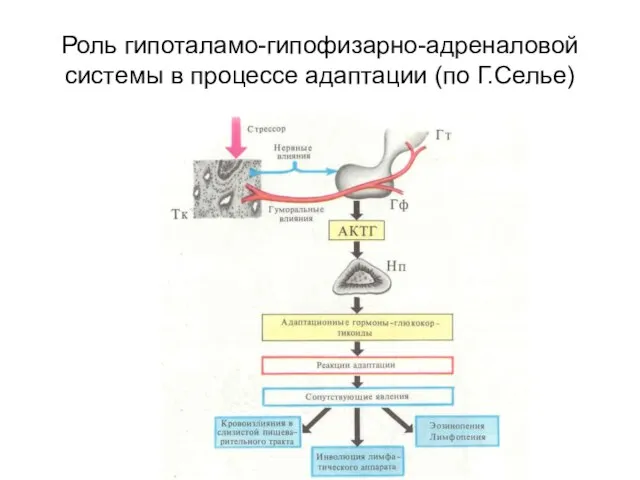 Роль гипоталамо-гипофизарно-адреналовой системы в процессе адаптации (по Г.Селье)