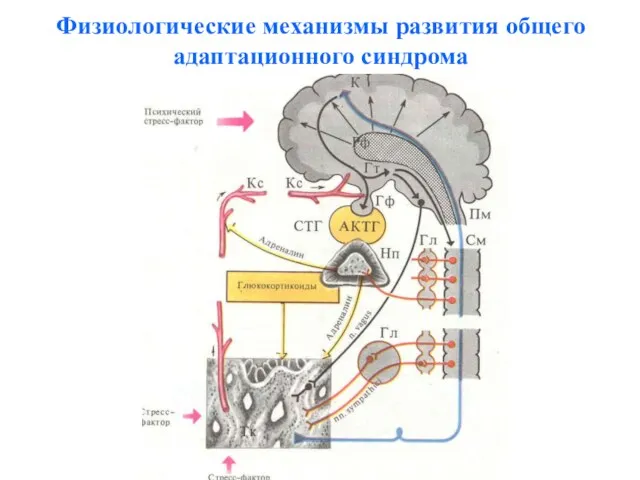 Физиологические механизмы развития общего адаптационного синдрома