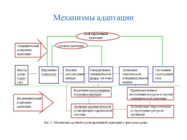 Механизмы адаптации