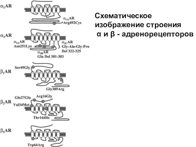 Схематическое изображение строения α и β - адренорецепторов