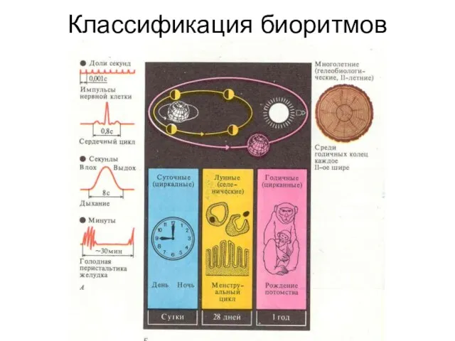 Классификация биоритмов