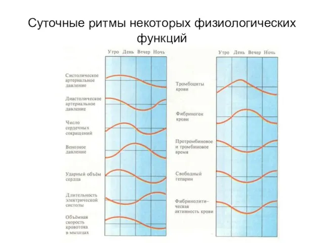 Суточные ритмы некоторых физиологических функций