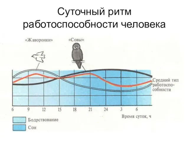 Суточный ритм работоспособности человека