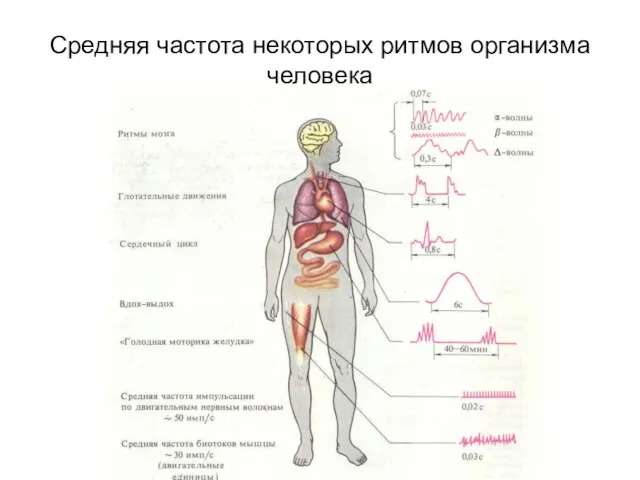 Средняя частота некоторых ритмов организма человека