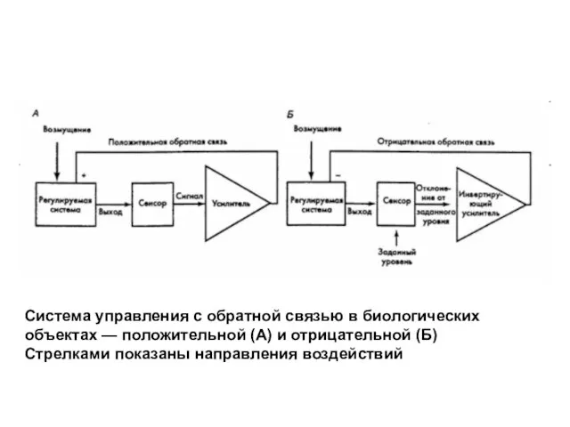 Система управления с обратной связью в биологических объектах — положительной