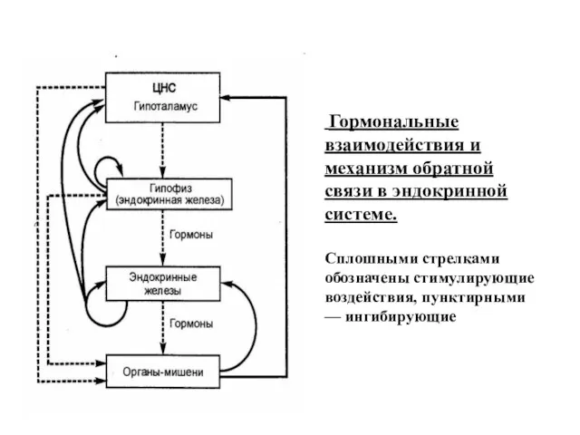 Гормональные взаимодействия и механизм обратной связи в эндокринной системе. Сплошными