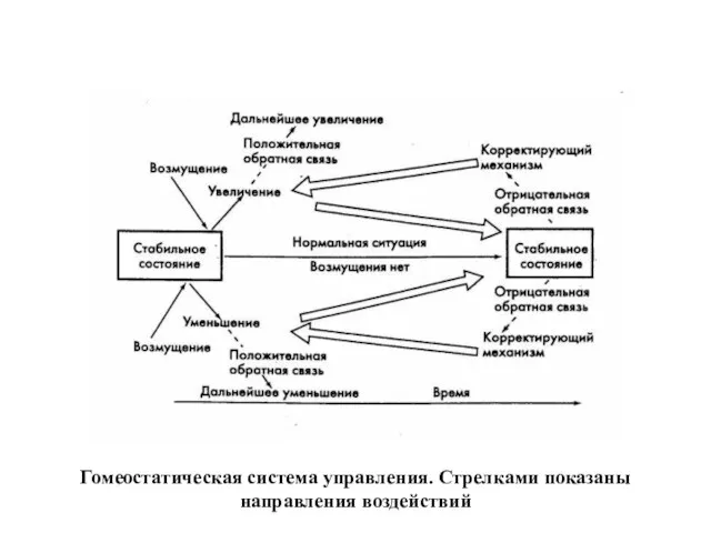 Гомеостатическая система управления. Стрелками показаны направления воздействий