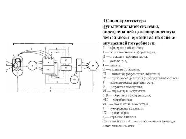 Общая архитектура функциональной системы, определяющей целенаправленную деятельность организма на основе