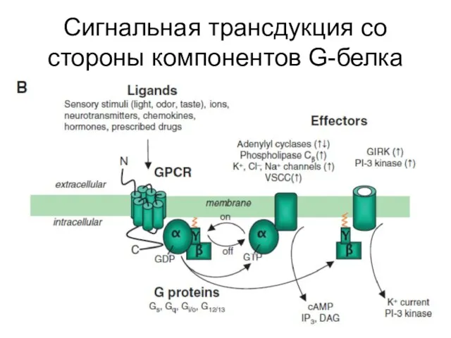 Сигнальная трансдукция со стороны компонентов G-белка