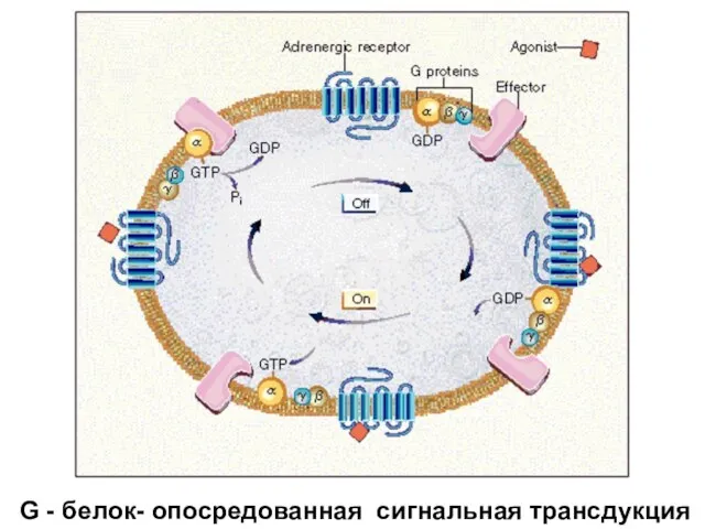 G - белок- опосредованная сигнальная трансдукция