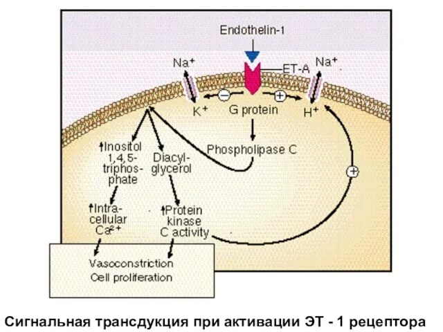 Сигнальная трансдукция при активации ЭТ - 1 рецептора