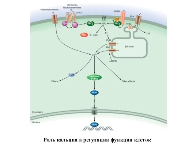 Роль кальция в регуляции функции клеток
