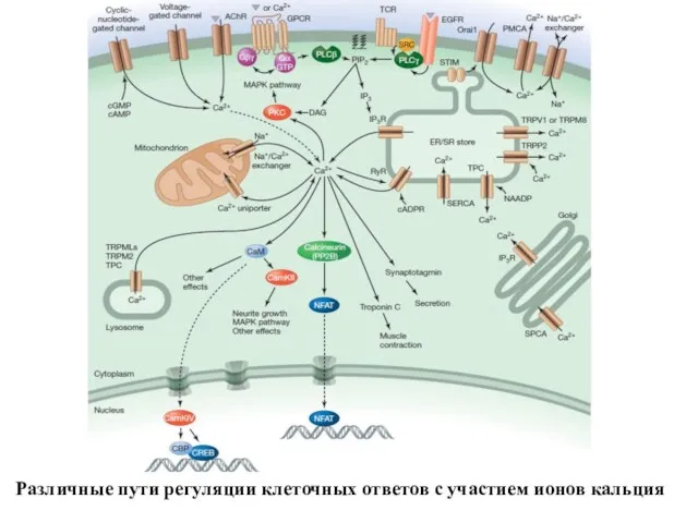 Различные пути регуляции клеточных ответов с участием ионов кальция