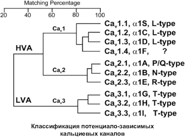 Классификация потенциало-зависимых кальциевых каналов