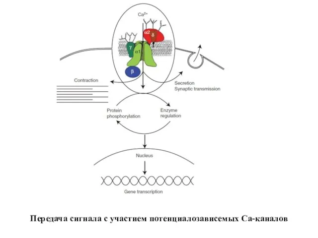 Передача сигнала с участием потенциалозависемых Ca-каналов