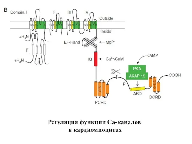 Регуляция функции Са-каналов в кардиомиоцитах