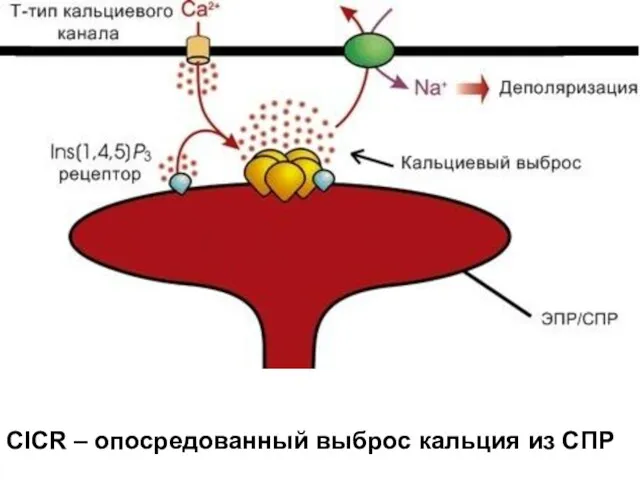 CICR – опосредованный выброс кальция из СПР