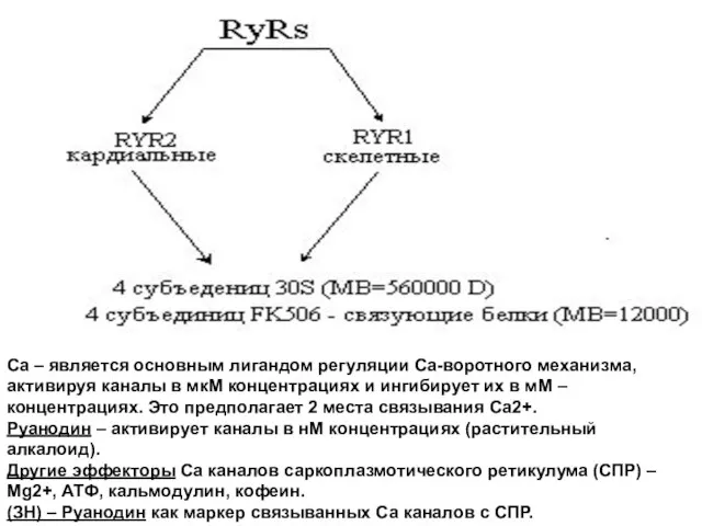 Са – является основным лигандом регуляции Са-воротного механизма, активируя каналы