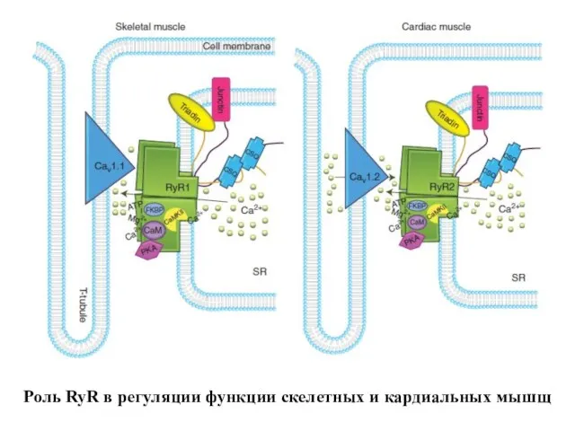 Роль RyR в регуляции функции скелетных и кардиальных мышщ