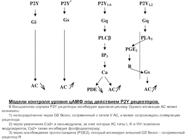 Модели контроля уровня цАМФ под действием P2Y рецепторов. В большинстве