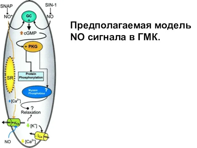 Предполагаемая модель NO сигнала в ГМК.