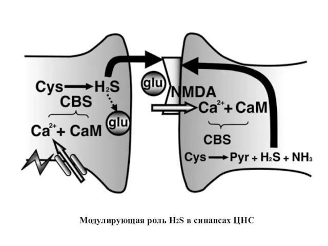 Модулирующая роль H2S в синапсах ЦНС
