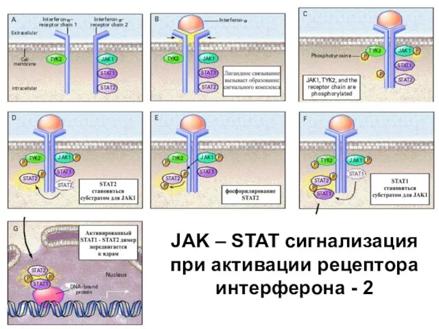 JAK – STAT сигнализация при активации рецептора интерферона - 2
