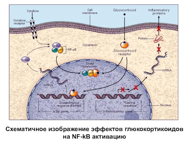 Схематичное изображение эффектов глюкокортикоидов на NF-kB активацию