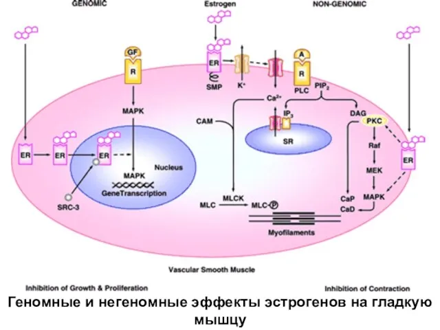 Геномные и негеномные эффекты эстрогенов на гладкую мышцу