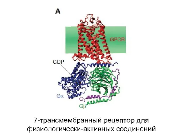 7-трансмембранный рецептор для физиологически-активных соединений