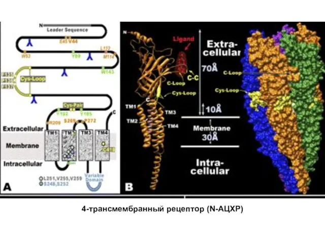 4-трансмембранный рецептор (N-АЦХР)