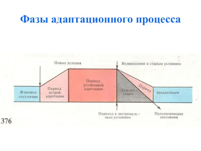 Фазы адаптационного процесса